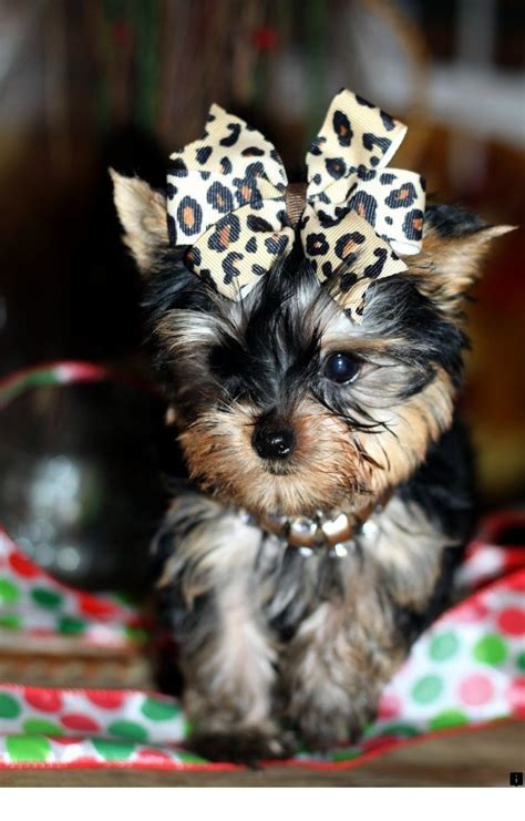 teacup yorkie rescues|rescue teacup yorkies for sale.